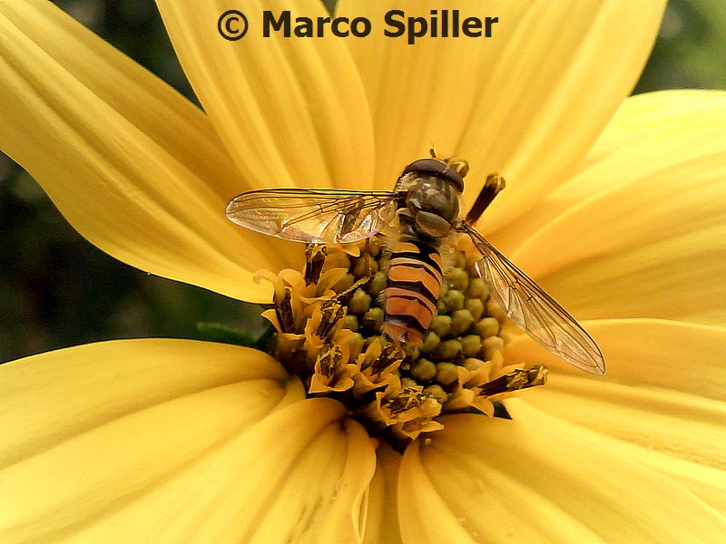 Episyrphus balteatus su topinambur